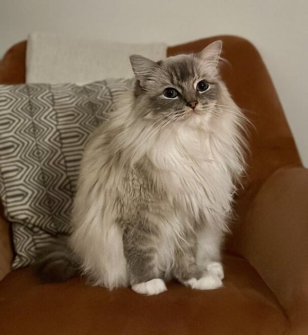 Fluffy cat sitting on a brown chair, appearing content and happy, with a pillow in the background.