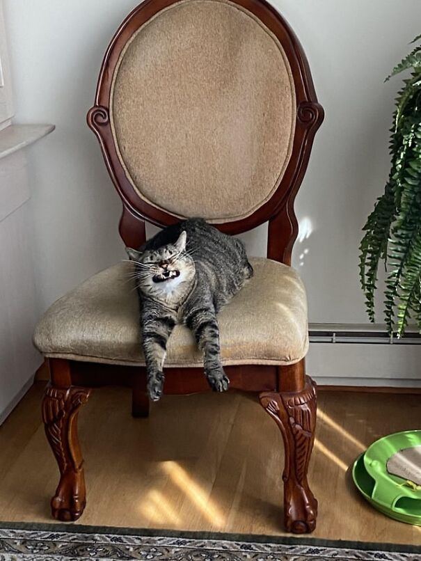 Cat lying on an ornate chair, appearing to smile, capturing its pure happiness.