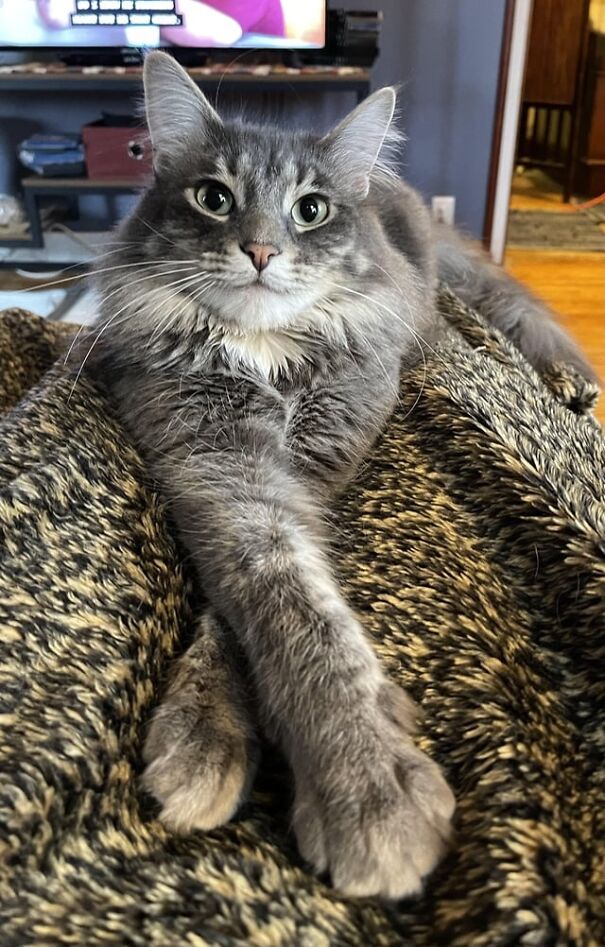 Fluffy gray cat lounging on a blanket, showing pure happiness with a content expression.