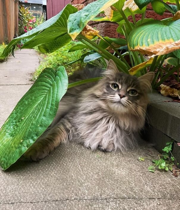 Fluffy cat hiding under big green leaves with a content expression, showing pure happiness.
