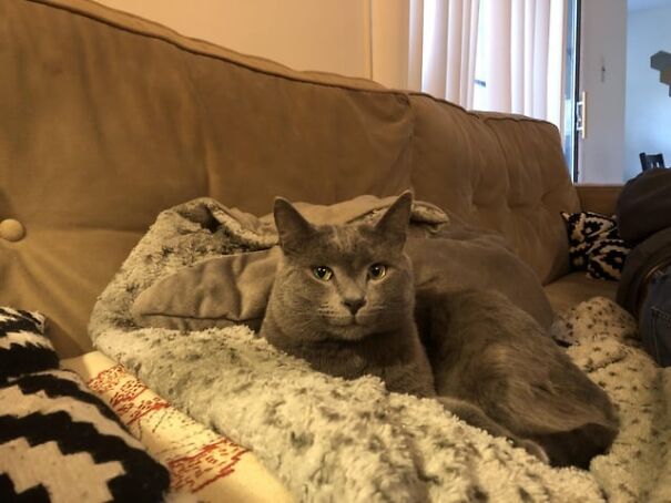 Gray cat lounging on a cozy couch, showing its pure happiness.
