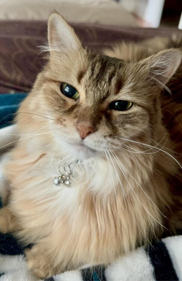 Smiling cat looking content and relaxed, showing pure happiness.
