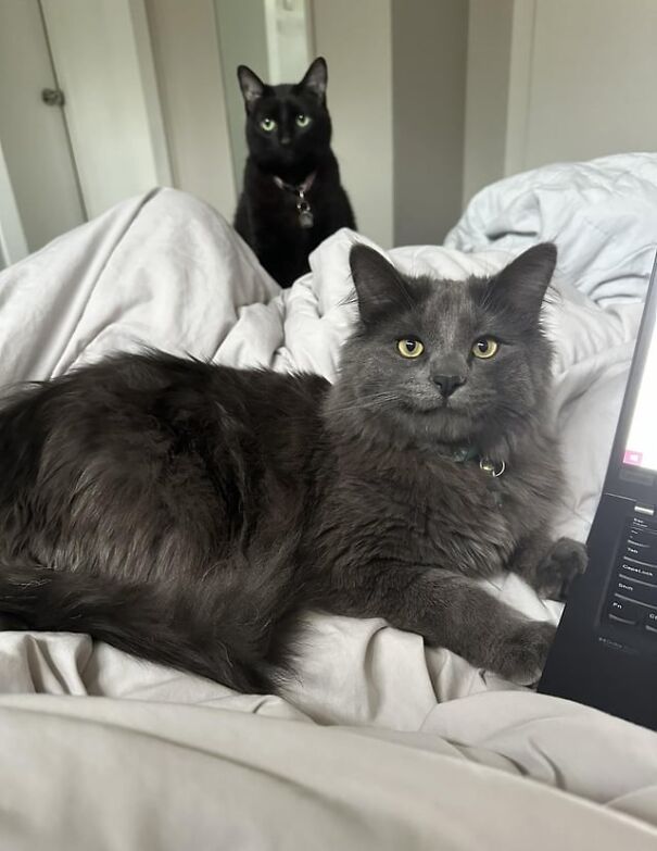 Two cats relaxing on a bed, one gray and one black, showcasing their happiness.