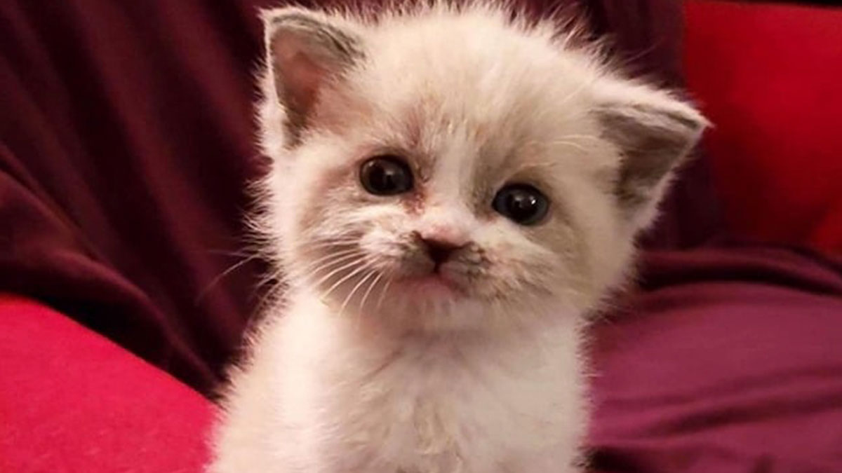 Folks Share The Best Cat Smiles They’ve Ever Been Blessed To Witness (43 Photos)