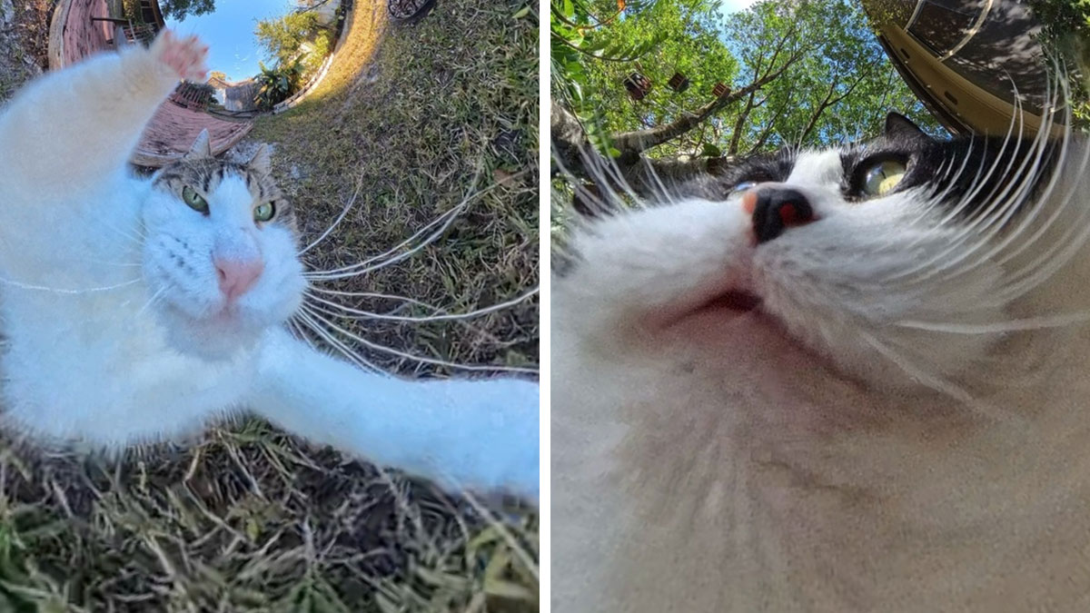 39 Hilariously Silly Photos Of Cats Taken With A 360 Camera By This Owner