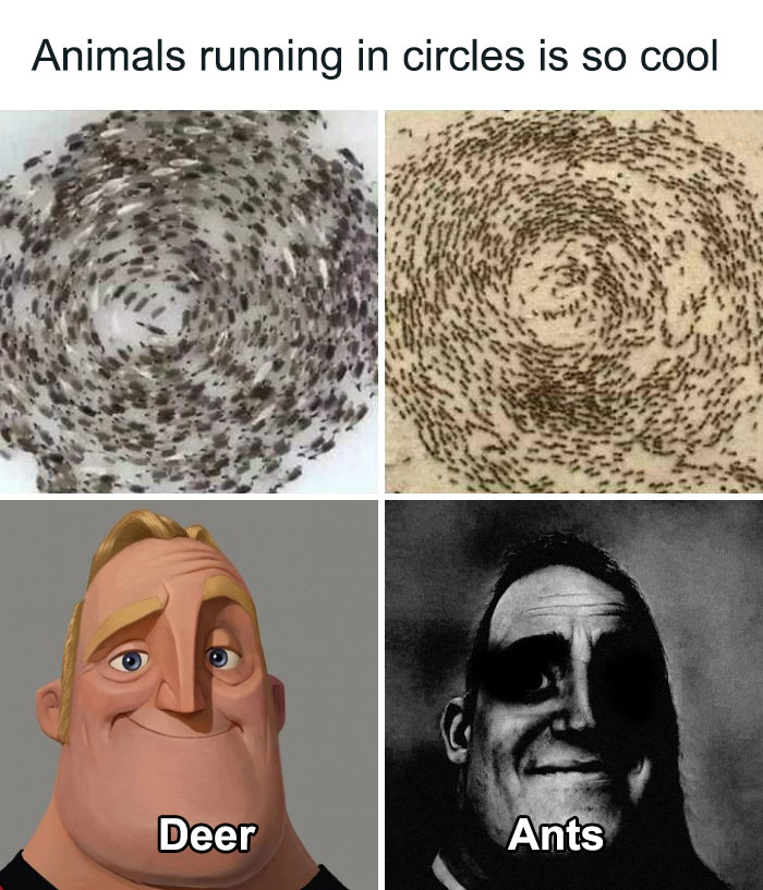 Science memes: animals running in circles with humorous character comparisons labeled "Deer" and "Ants."