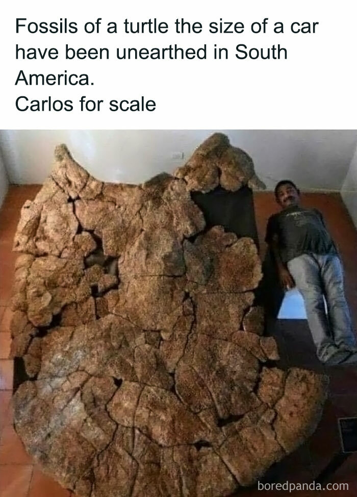 Fossil of a giant turtle shell found in South America, with a person lying next to it for scale. Science memes humor.