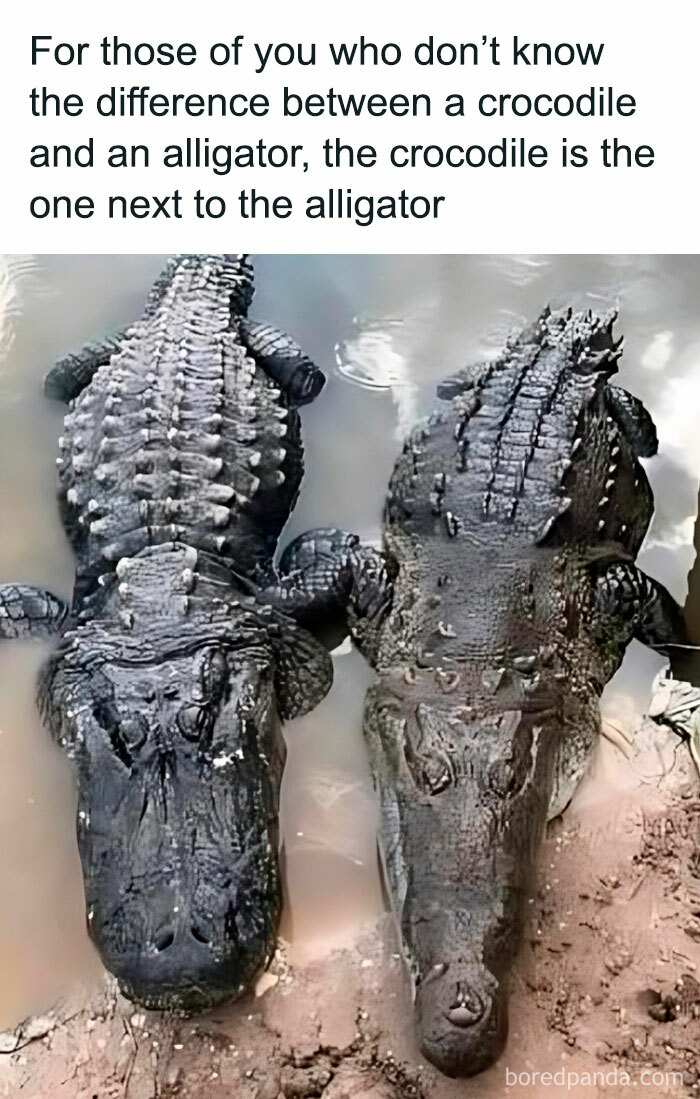 Crocodile and alligator side by side in a humorous science meme highlighting their differences.