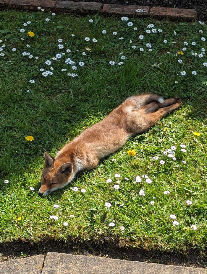 Urban Fox, Doing A Full Sploot In My Sunny Scottish Garden