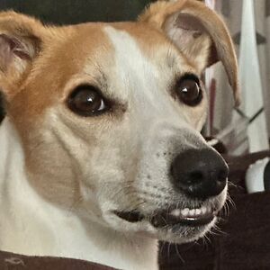 sarahholbrook avatar