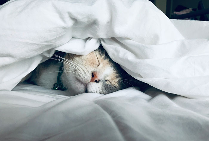 Cat peacefully sleeping under a white blanket, illustrating themes of rehoming and pet care. Cat peacefully sleeping under a white blanket, illustrating themes of rehoming and pet care.