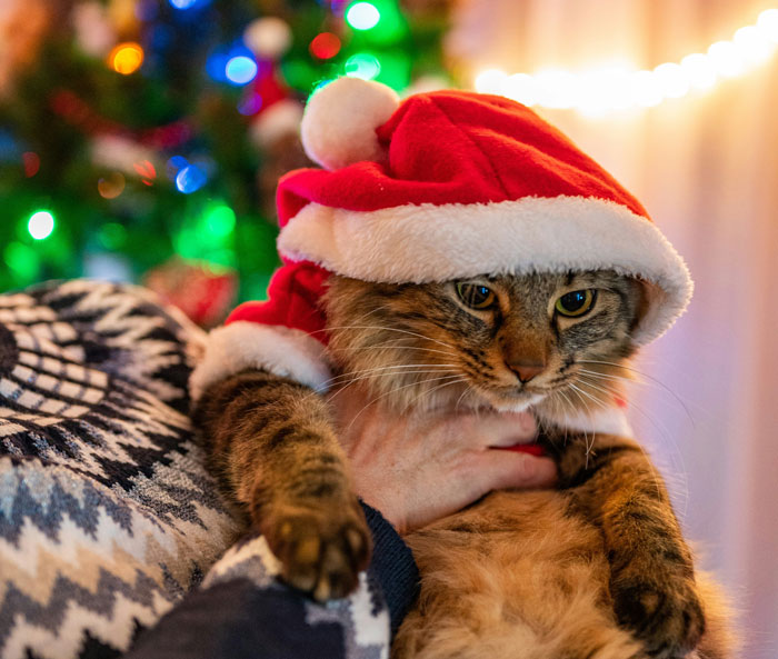 Cat in a Santa hat being held during Christmas celebration, with festive lights in the background. Cat in a Santa hat being held during Christmas celebration, with festive lights in the background.
