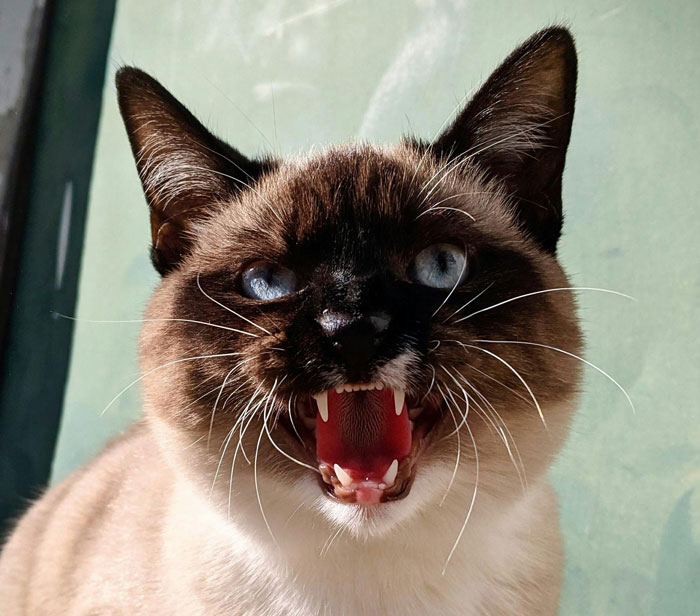 Hostile cat hissing with mouth open, showing teeth, against a light background. Hostile cat hissing with mouth open, showing teeth, against a light background.