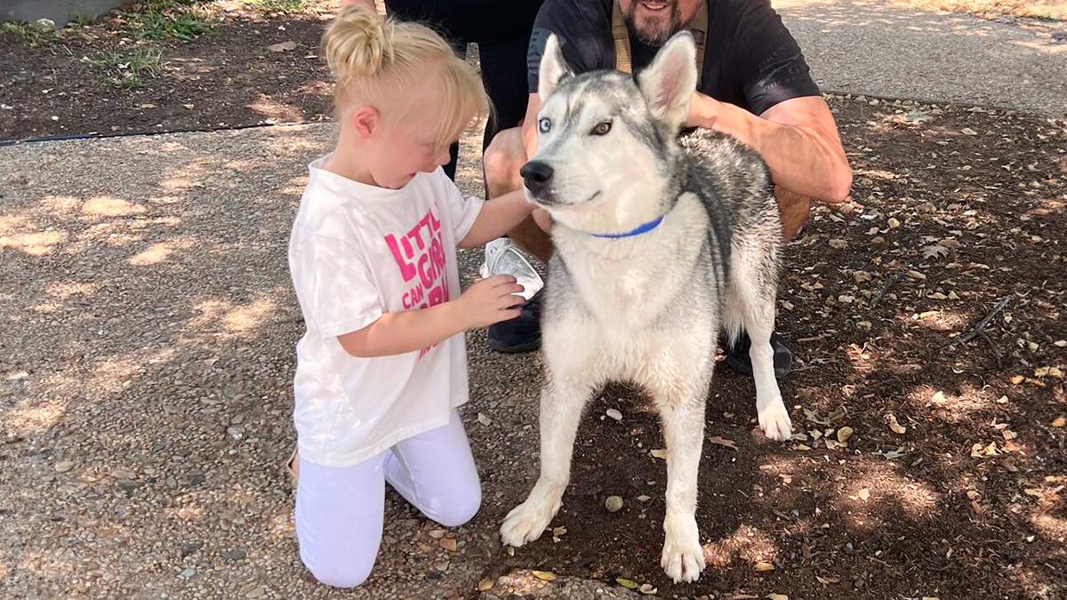 Rescued Husky With Separation Anxiety Has His Body And Soul Healed After Bonding With A Little Girl