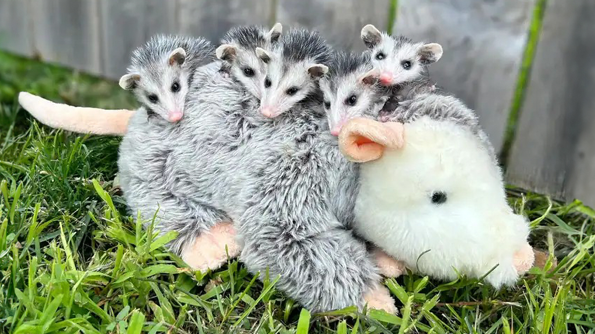 These Baby Opossums Lost Their Mom, But The Rescue Team Found A Beautiful Way To Comfort Them