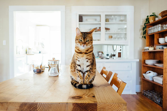 Cat sitting on a wooden table in a cozy kitchen, surrounded by wooden chairs and shelves filled with dishes. Cat sitting on a wooden table in a cozy kitchen, surrounded by wooden chairs and shelves filled with dishes.