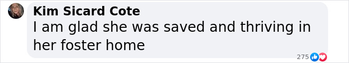 Comment expressing joy for a once desperate shelter dog now safe and thriving in a foster home. Comment expressing joy for a once desperate shelter dog now safe and thriving in a foster home.
