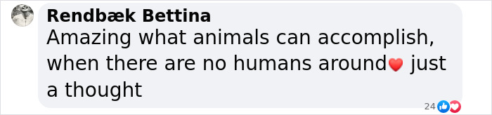 Comment on dogs near Chornobyl showing genetic differences. Comment on dogs near Chornobyl showing genetic differences.