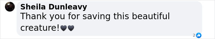 Eve The “Bare Bear” Makes Stunning Transformation Seven Years After Being Found In Dumpster Eve The “Bare Bear” Makes Stunning Transformation Seven Years After Being Found In Dumpster