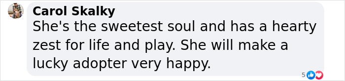 Comment praising a 12-year-old rescue pup's zest for life, highlighting interest in adoption. Comment praising a 12-year-old rescue pup's zest for life, highlighting interest in adoption.