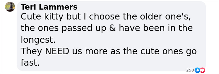 Plush-Like Curly Kittens Got Adopted In Record Time Due To Their Irresistibly Cute Appearance Plush-Like Curly Kittens Got Adopted In Record Time Due To Their Irresistibly Cute Appearance