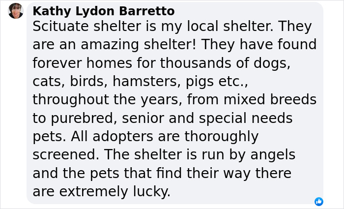 Plush-Like Curly Kittens Got Adopted In Record Time Due To Their Irresistibly Cute Appearance Plush-Like Curly Kittens Got Adopted In Record Time Due To Their Irresistibly Cute Appearance