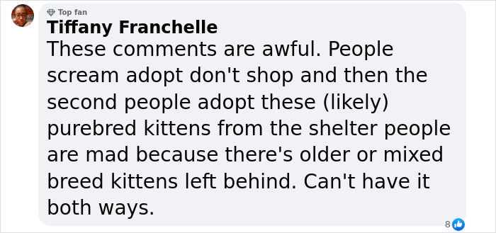 Plush-Like Curly Kittens Got Adopted In Record Time Due To Their Irresistibly Cute Appearance Plush-Like Curly Kittens Got Adopted In Record Time Due To Their Irresistibly Cute Appearance