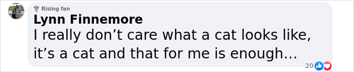 Plush-Like Curly Kittens Got Adopted In Record Time Due To Their Irresistibly Cute Appearance Plush-Like Curly Kittens Got Adopted In Record Time Due To Their Irresistibly Cute Appearance