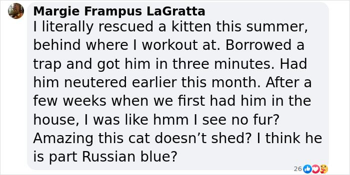 Plush-Like Curly Kittens Got Adopted In Record Time Due To Their Irresistibly Cute Appearance Plush-Like Curly Kittens Got Adopted In Record Time Due To Their Irresistibly Cute Appearance