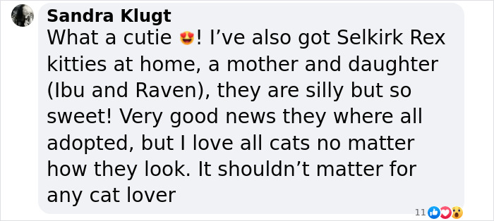 Plush-Like Curly Kittens Got Adopted In Record Time Due To Their Irresistibly Cute Appearance Plush-Like Curly Kittens Got Adopted In Record Time Due To Their Irresistibly Cute Appearance