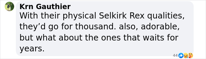 Plush-Like Curly Kittens Got Adopted In Record Time Due To Their Irresistibly Cute Appearance Plush-Like Curly Kittens Got Adopted In Record Time Due To Their Irresistibly Cute Appearance