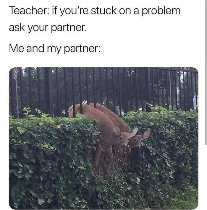 Two deer stuck between fence bars, humorously illustrating the concept of being stuck on a problem with a partner.