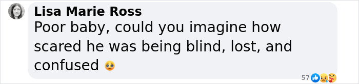 Comment expressing concern for a blind cat stuck on ice. Comment expressing concern for a blind cat stuck on ice.