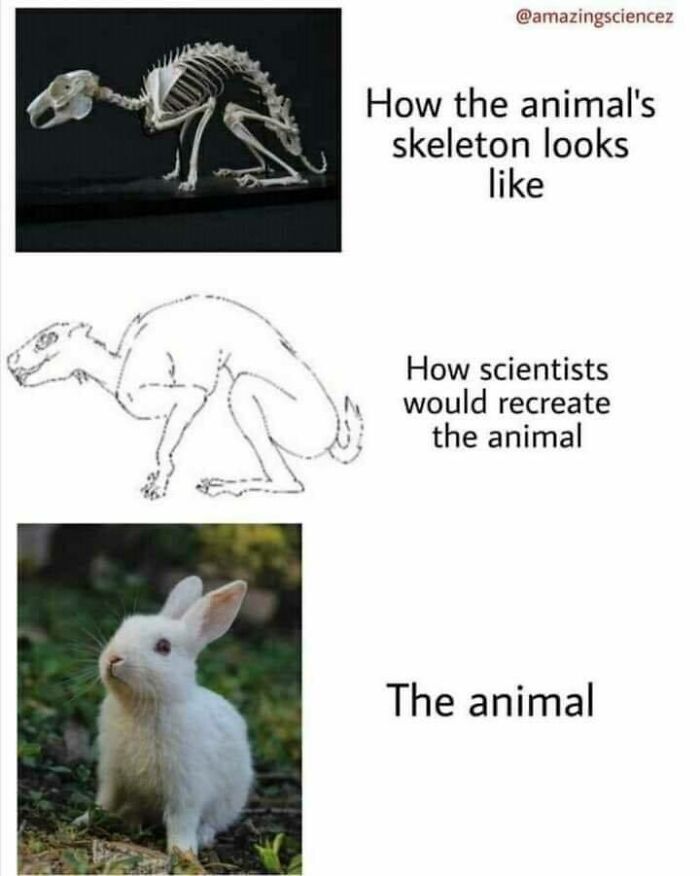 Animal skeleton, scientific reconstruction sketch, and actual rabbit photo highlighting science memes humor.