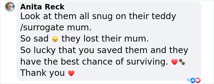 These Baby Opossums Lost Their Mom, But The Rescue Team Found A Beautiful Way To Comfort Them These Baby Opossums Lost Their Mom, But The Rescue Team Found A Beautiful Way To Comfort Them