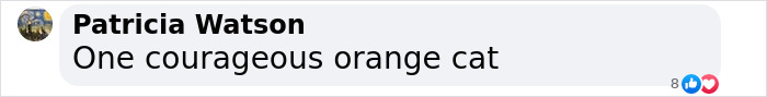 Comment by Patricia Watson about a courageous orange cat. Comment by Patricia Watson about a courageous orange cat.