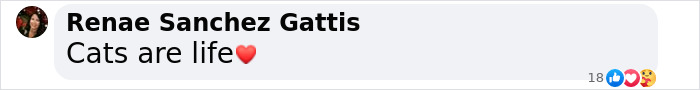 Comment by Renae Sanchez Gattis saying "Cats are life" with a heart emoji. Comment by Renae Sanchez Gattis saying "Cats are life" with a heart emoji.