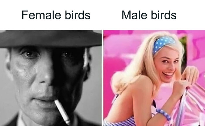 Relatable science meme comparing female and male birds humorously using film characters.