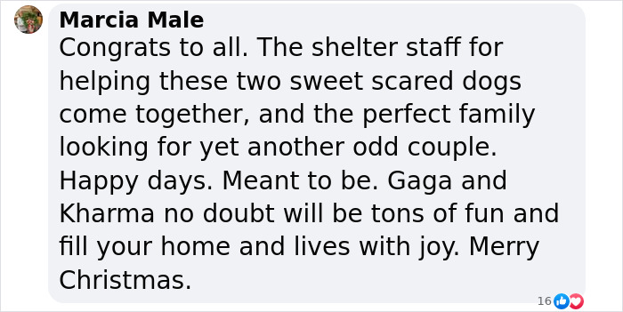 Comment celebrating two dogs forming a bond in a shelter, bringing joy and happiness. Comment celebrating two dogs forming a bond in a shelter, bringing joy and happiness.