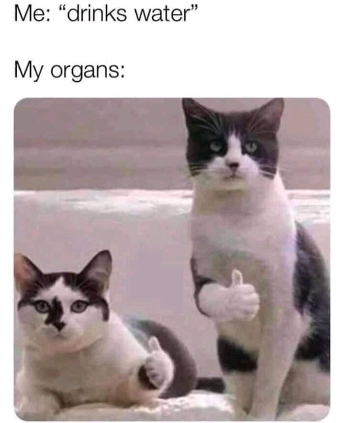 Cats giving thumbs up in a science meme about drinking water and healthy organs.