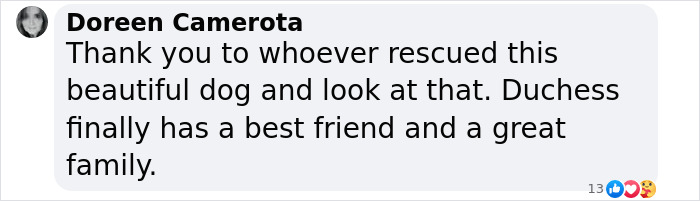 A comment praising the rescue of a dog, now enjoying life with a new best friend and family. A comment praising the rescue of a dog, now enjoying life with a new best friend and family.