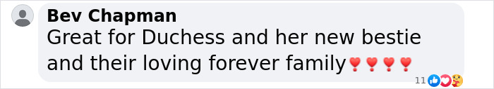 Comment celebrating a dog finding happiness with a new best friend and family. Comment celebrating a dog finding happiness with a new best friend and family.