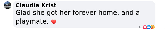 Comment celebrating a rescued shelter dog finding a forever home and new friend. Comment celebrating a rescued shelter dog finding a forever home and new friend.
