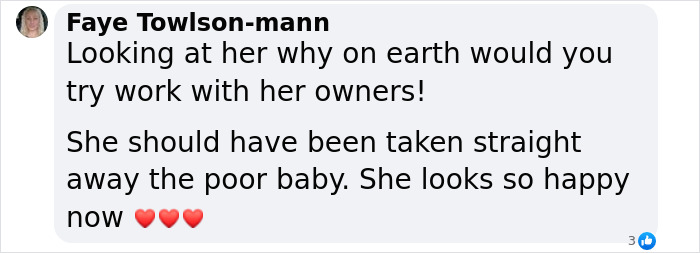 Social media comment expressing happiness for a rescued dog spending her first Christmas in a new home. Social media comment expressing happiness for a rescued dog spending her first Christmas in a new home.
