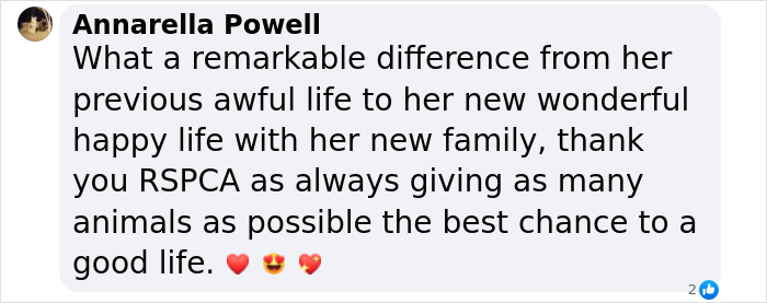 Comment expressing gratitude for a rescued dog spending her first Christmas in a new loving home. Comment expressing gratitude for a rescued dog spending her first Christmas in a new loving home.