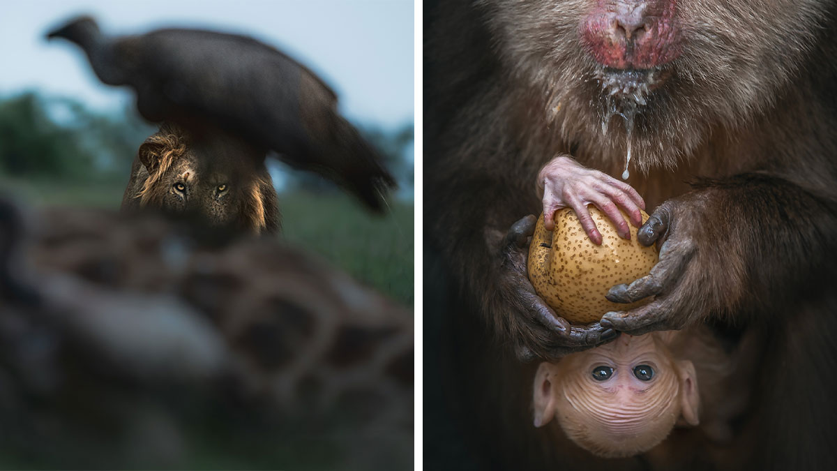 2024 HIPA: 30 Thought-Provoking Images Winning The Contest