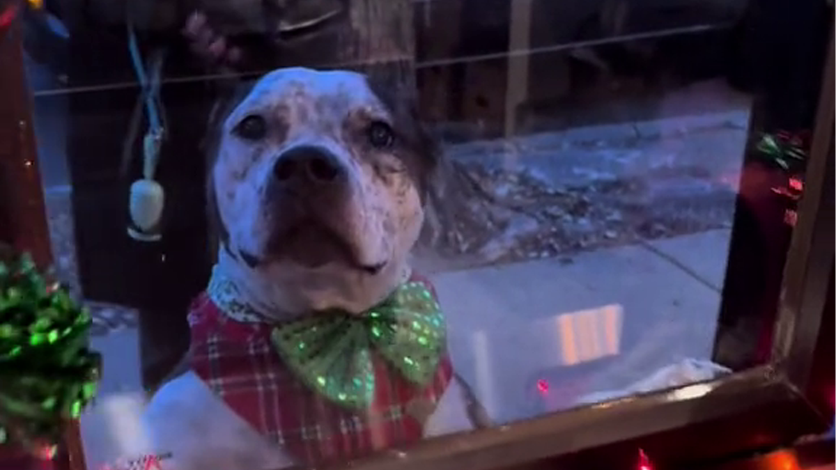 Pizzeria In Chicago Opens Doggie Treat Window, Goes Viral Due To The Most Wholesome Interactions