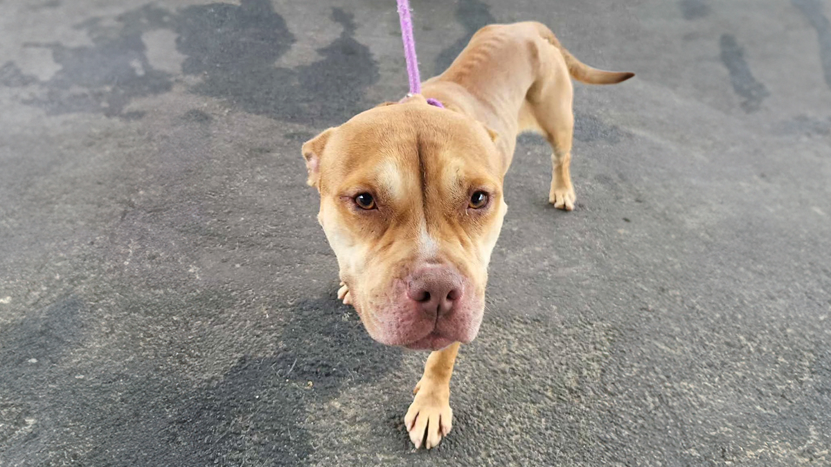 People Can’t Hold Back Their Tears Seeing This Exhausted Shelter Dog Finally Being Loved