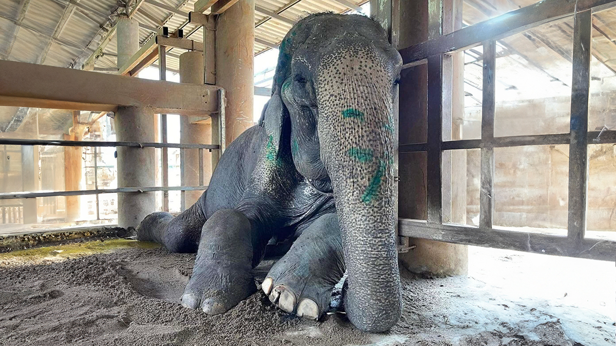 Exhausted Elephant Was Finally Rescued From The Place Where She Was Forced To Work 80 Years