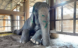 Exhausted Elephant Was Finally Rescued From The Place Where She Was Forced To Work 80 Years